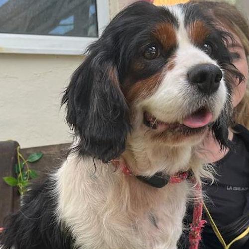 Barry And District News: Verity - seven years old, female, Cavalier King Charles Spaniel cross Cocker Spaniel. Verity is a gentle girl who is a complete darling! She is a bit nervous when she first meets you but is content to settle on your lap and have a nice fuss. She would